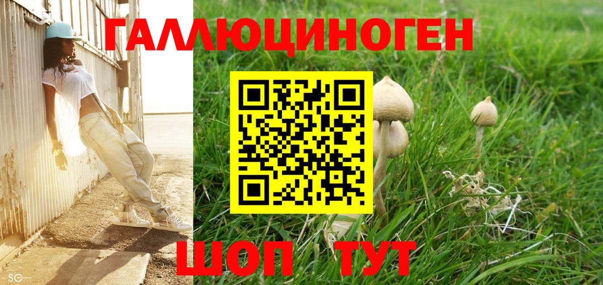 Псилоцибиновые грибы Psilocybine cubensis Вышний Волочёк